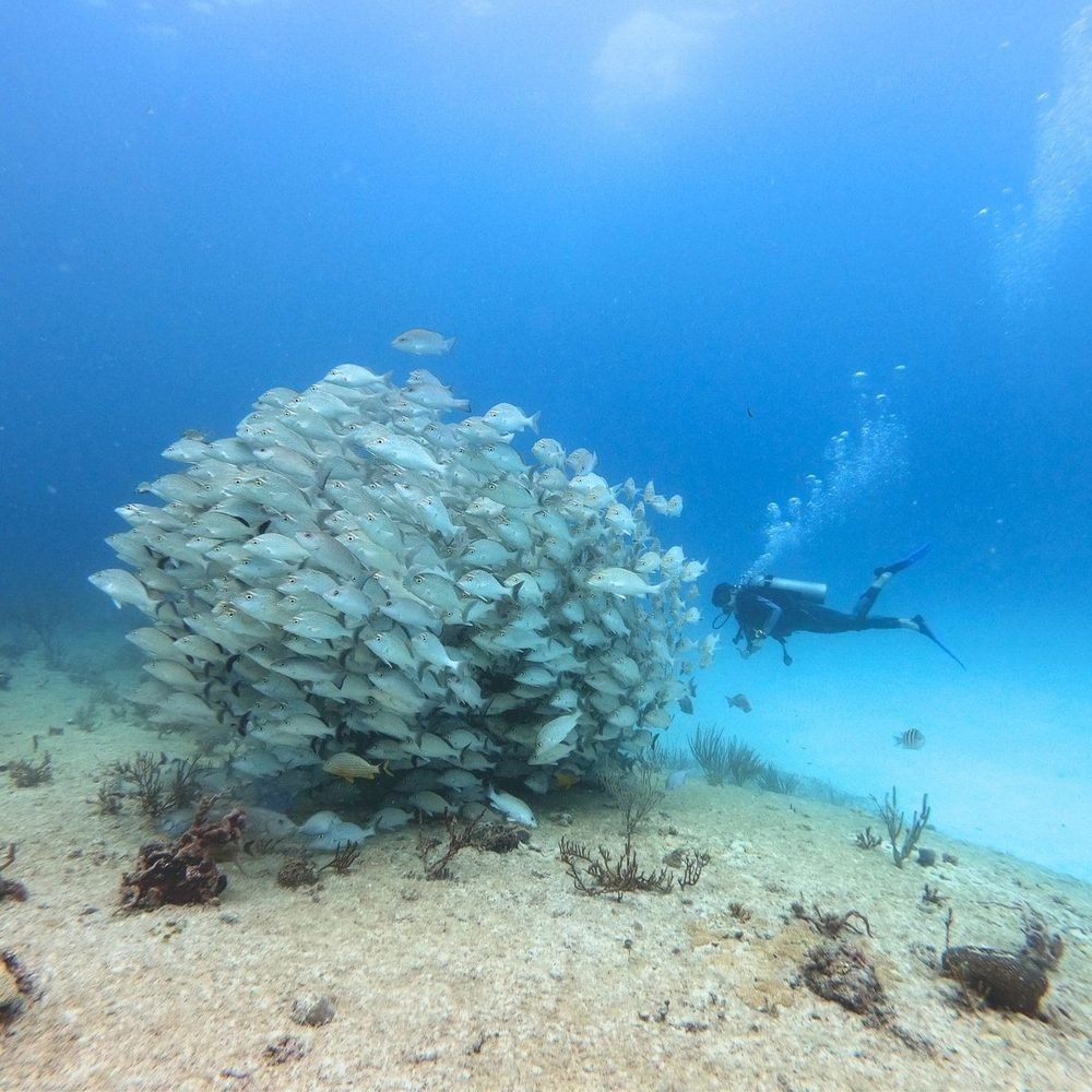 Discover Scuba Diving · Playa del Carmen
