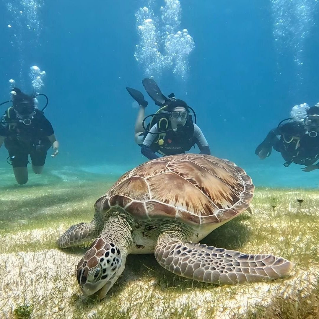 Primer buceo en Puerto Morelos sin certificación