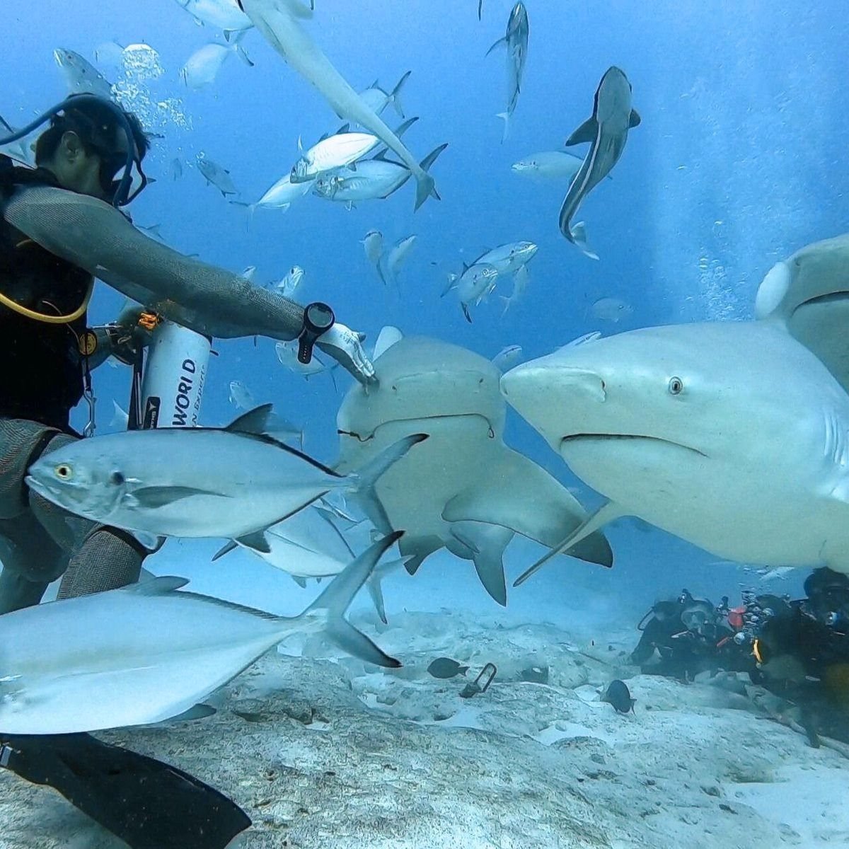 Alimentación controlada de tiburón toro en Playa del Carmen
