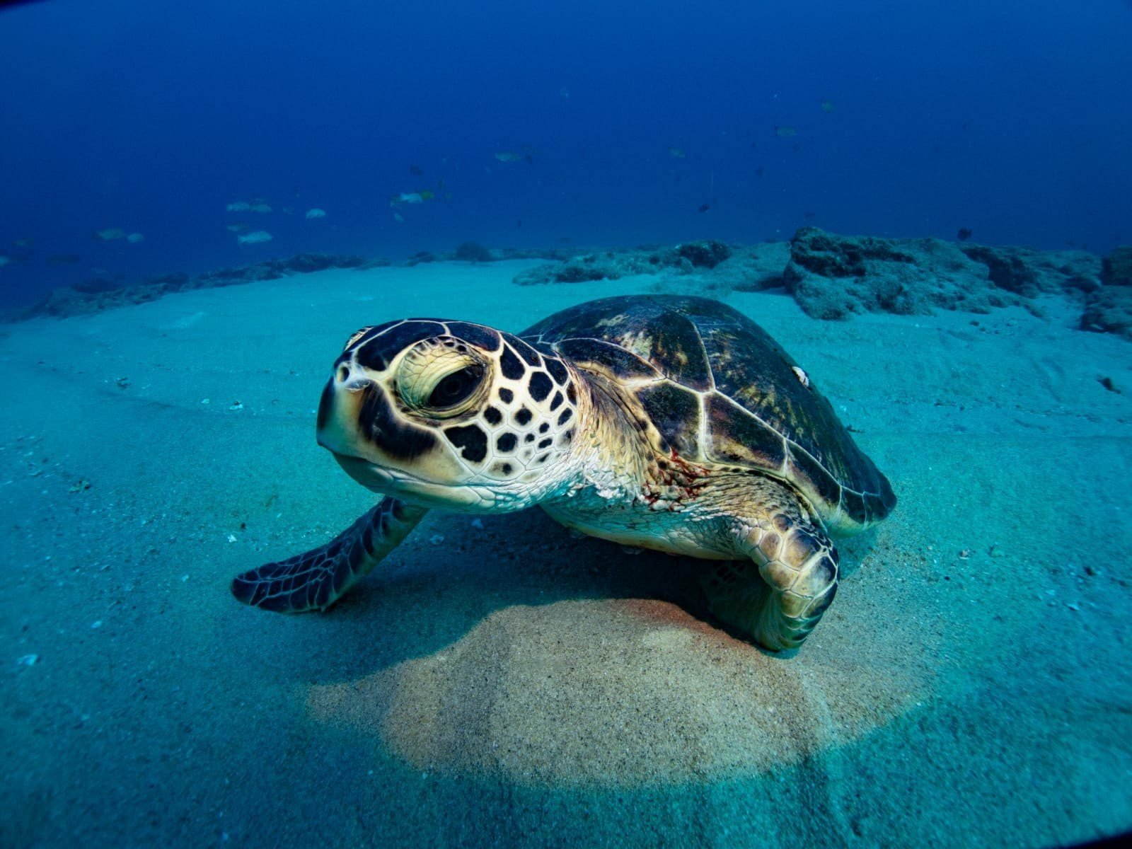 Tu primer buceo en Cabo Pulmo, sin certificación