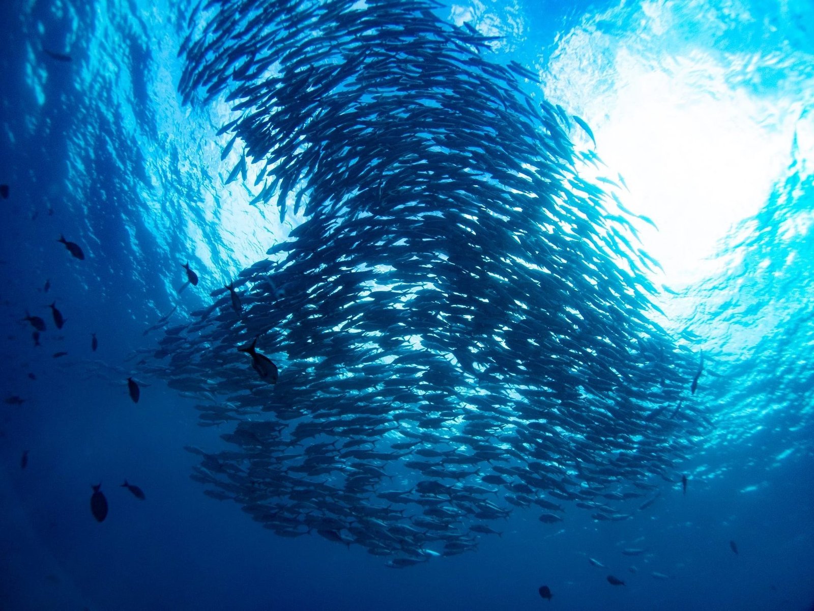 Diving in Cabo Pulmo: two dives from the boat