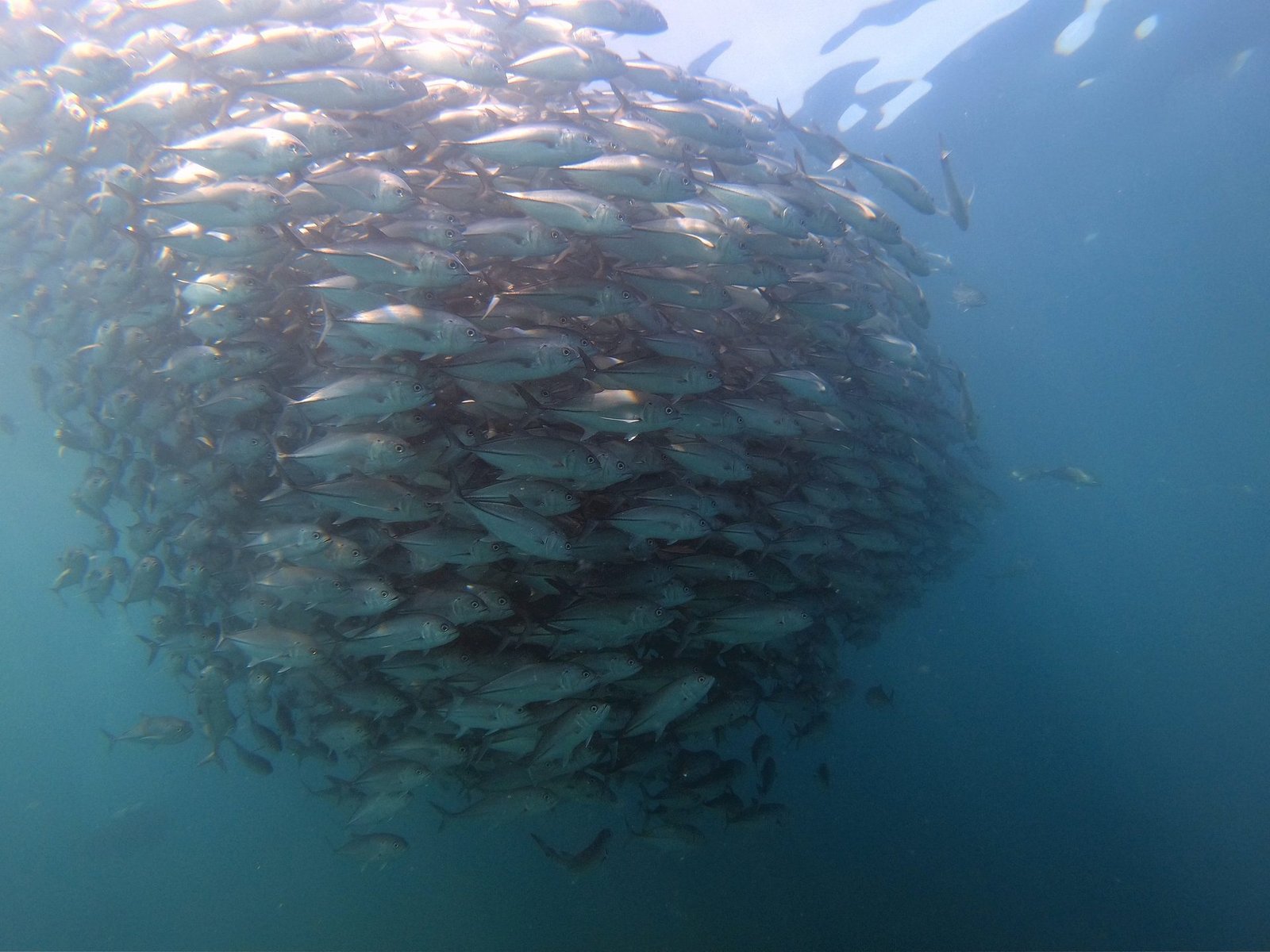 Snorkel en Cabo Pulmo: el Acuario del Mundo desde la superficie