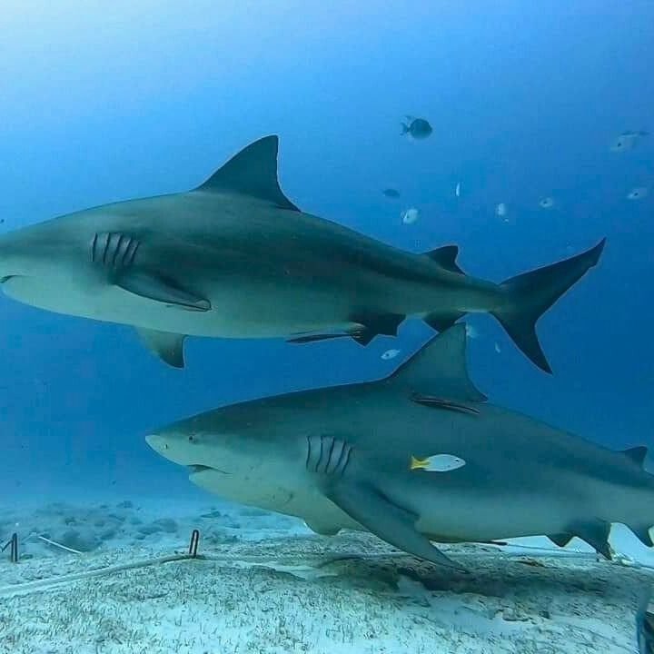 Bull shark diving in Playa del Carmen