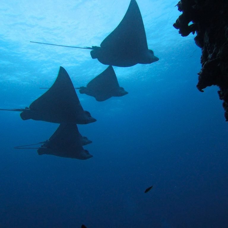 How much diving in Cancun costs: real prices and what each trip includes
