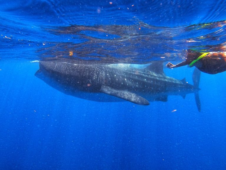 Whale shark season in Cancun, month by month