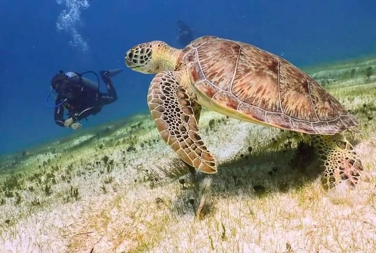 Diving in Puerto Morelos: Reef National Park
