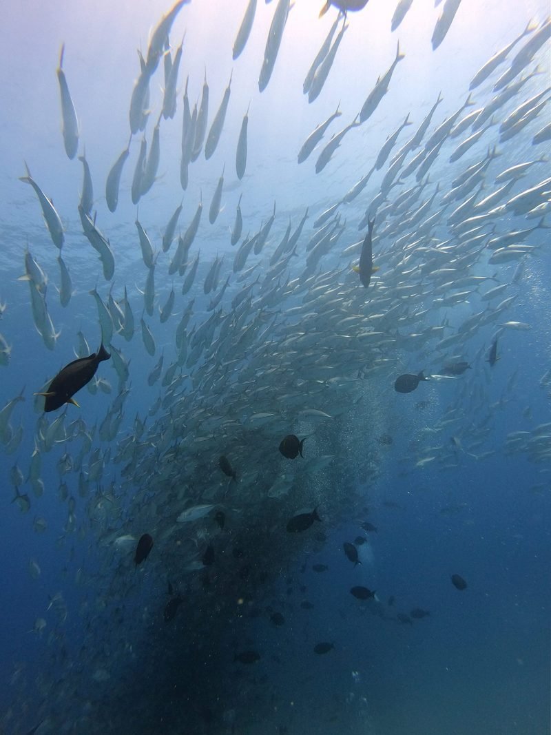 Cabo Pulmo snorkelling · 3 to 4 sites - 3