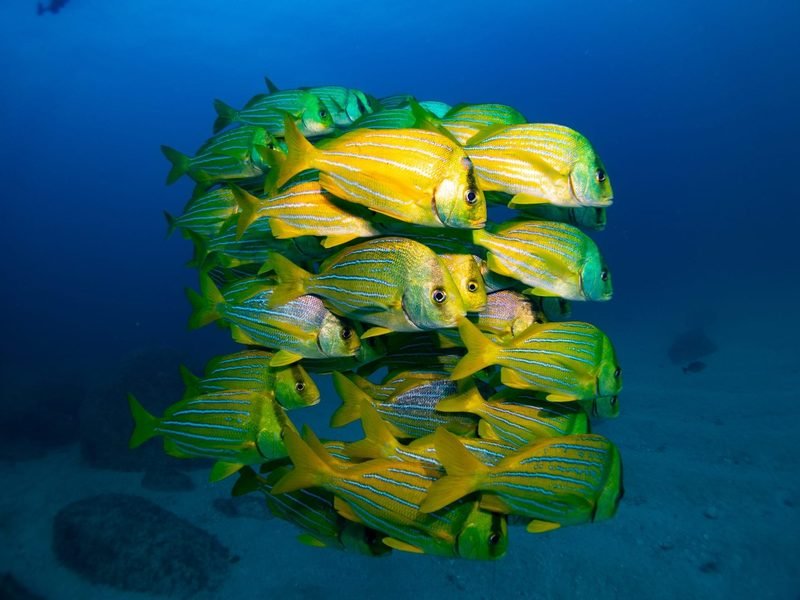 Cabo Pulmo · 2 boat dives - 2