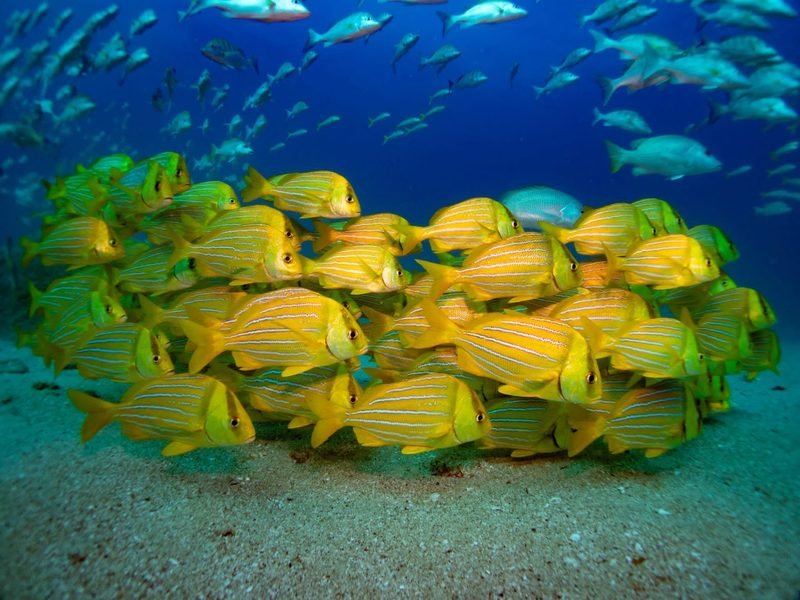 First dive in Cabo Pulmo · Discover Scuba - 1