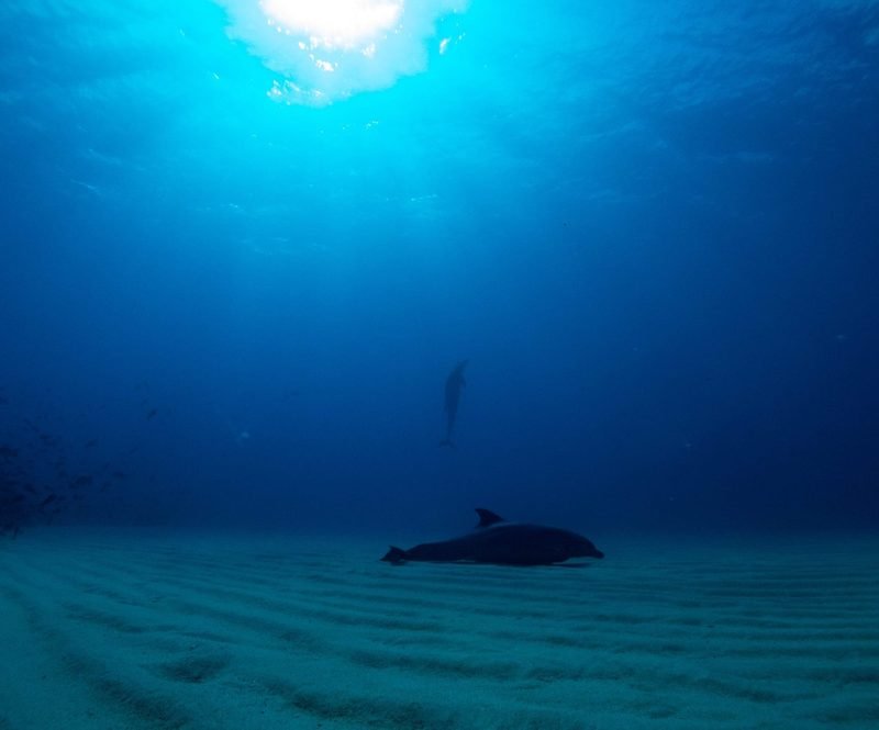Cabo Pulmo · 2 boat dives - 5