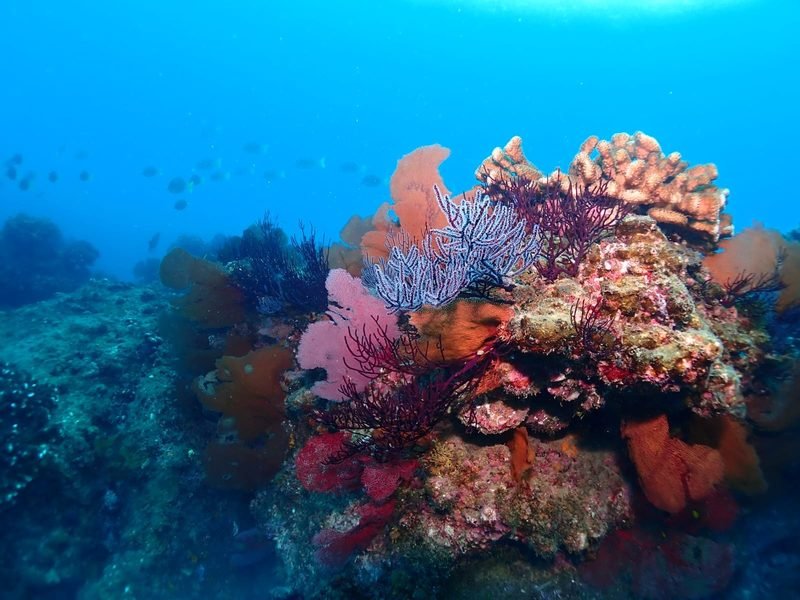 First dive in Cabo Pulmo · Discover Scuba - 2
