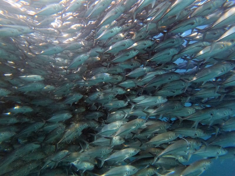 Cabo Pulmo snorkelling · 3 to 4 sites - 2