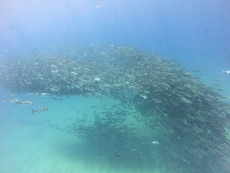 Cabo Pulmo snorkelling · 3 to 4 sites - 1