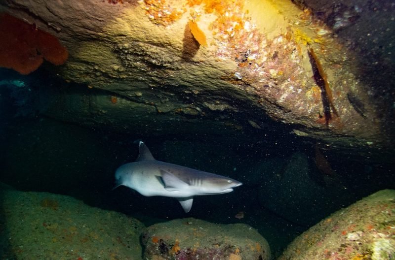 Cabo Pulmo · 2 boat dives - 3