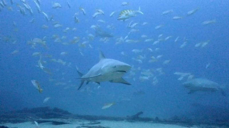 Cabo Pulmo · 2 boat dives - 6