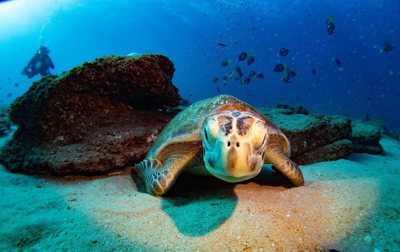 Cabo Pulmo · 2 boat dives - 4