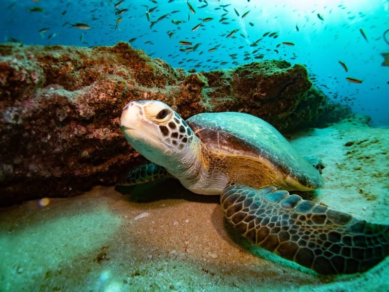 First dive in Cabo Pulmo · Discover Scuba - 3
