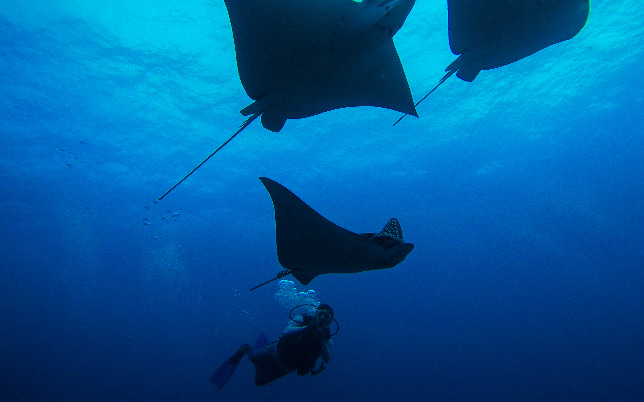 Mantas