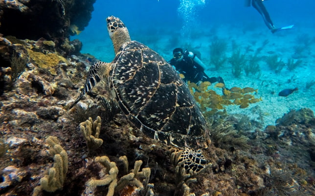 Scuba Diving in Cancun & Riviera Maya