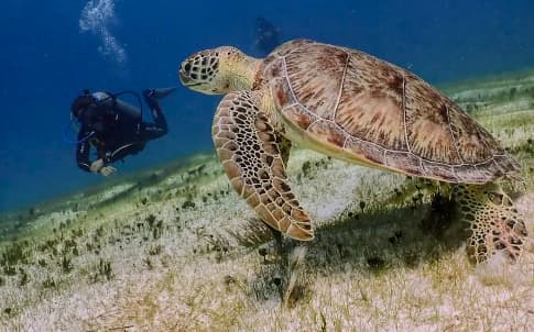 PM Tortuga