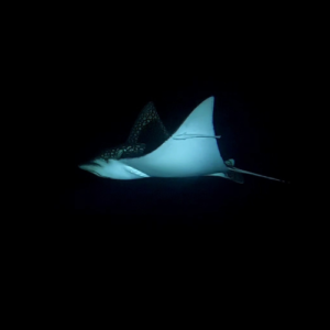 Night Dive