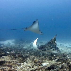Playa del Carmen Diving