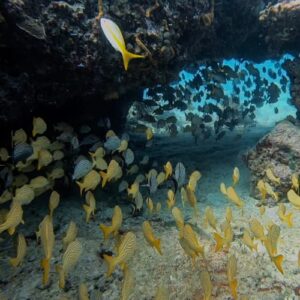 Two Reefs Dives