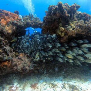 Two Reef Dives - Punta Cancun
