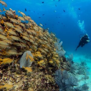 Scuba Diving in Cancun
