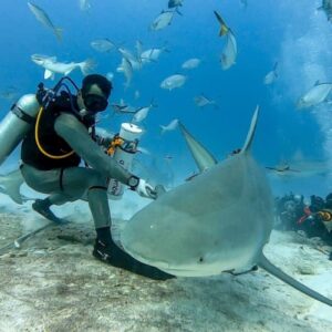 Attraction (Shark feeding)