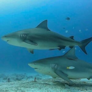 Sharks Observation + Reef