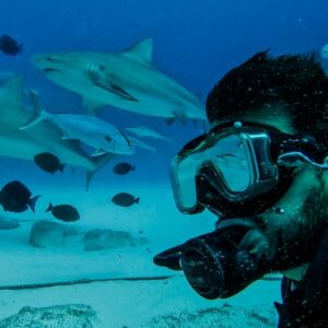 Sharks